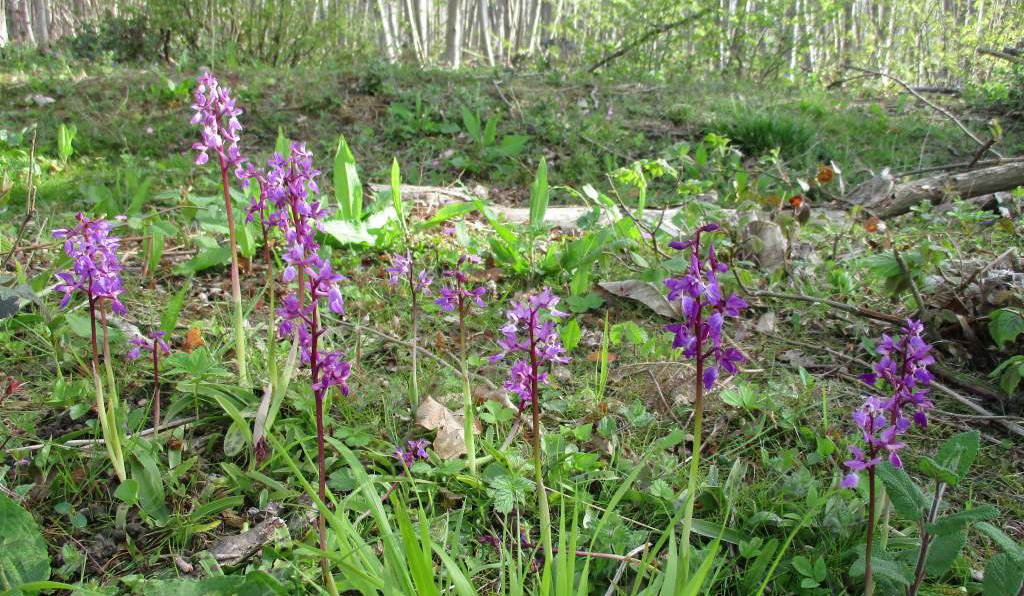 Photo of early-purple-orchids