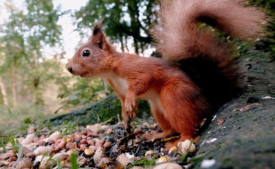 a-red-squirrel-in-the-capability-brown-landscape-at-wallington-national-trust