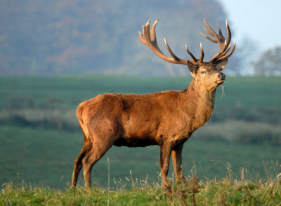 A red deer stag at Martindale near Ullswater, Lake District National Park